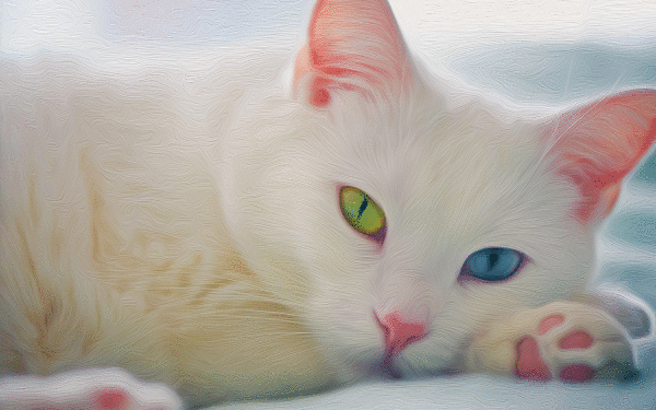 Animal Cat Kitten HD Wallpaper | Background Image