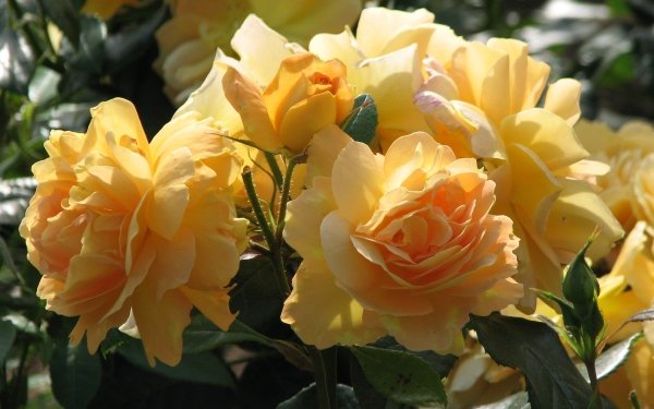 Earth Rose Bush Flowers HD Wallpaper | Background Image