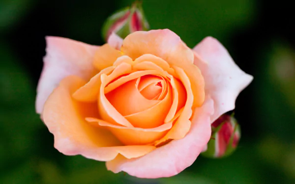 Peach-pink rose close-up with soft green bokeh — 4K Ultra HD nature image, PC desktop wallpaper and background.