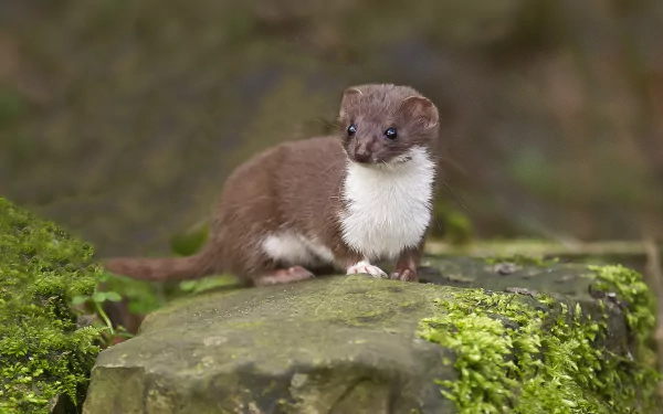 Animal ferret HD Desktop Wallpaper | Background Image