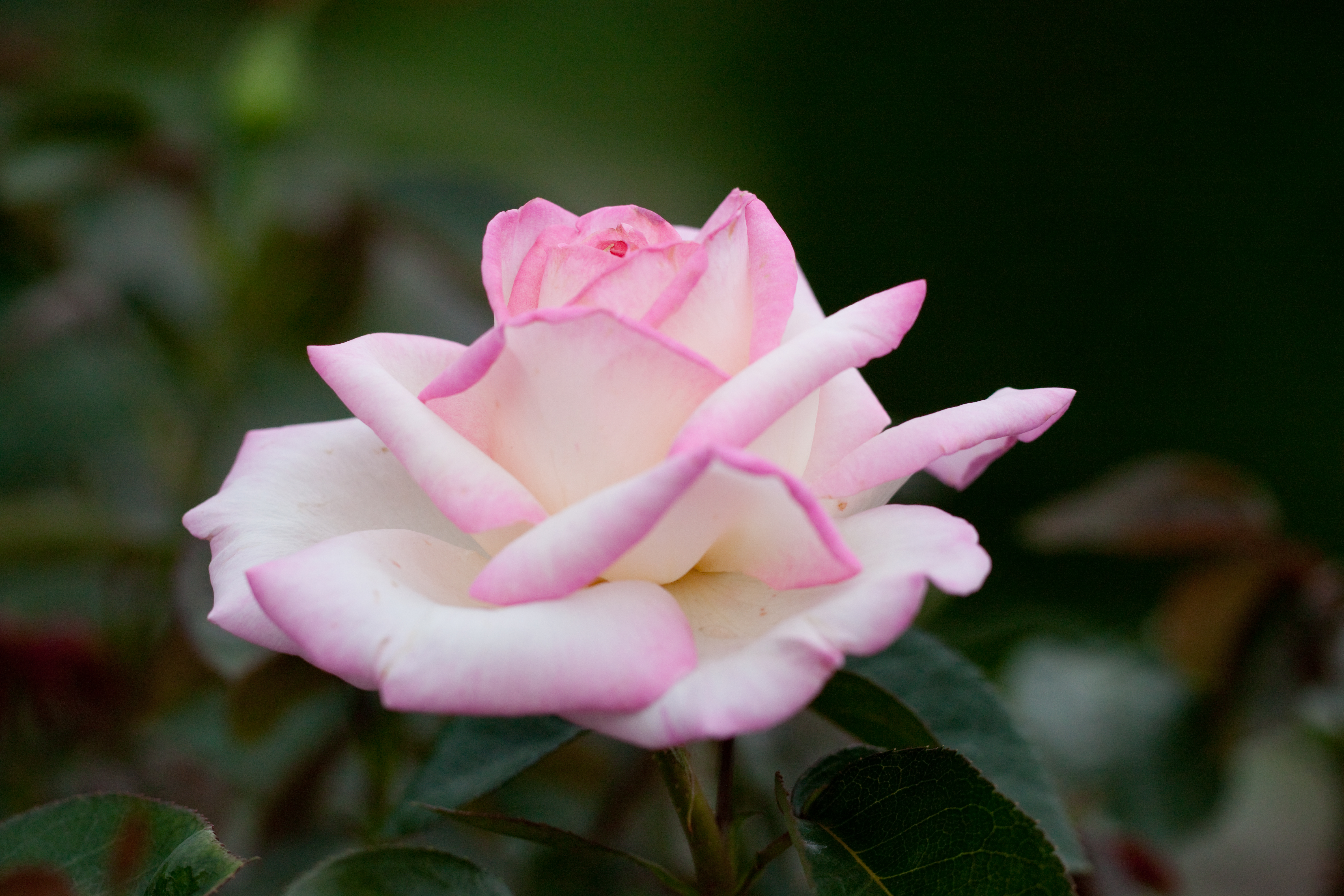 Download Nature Rose 4k Ultra HD Wallpaper