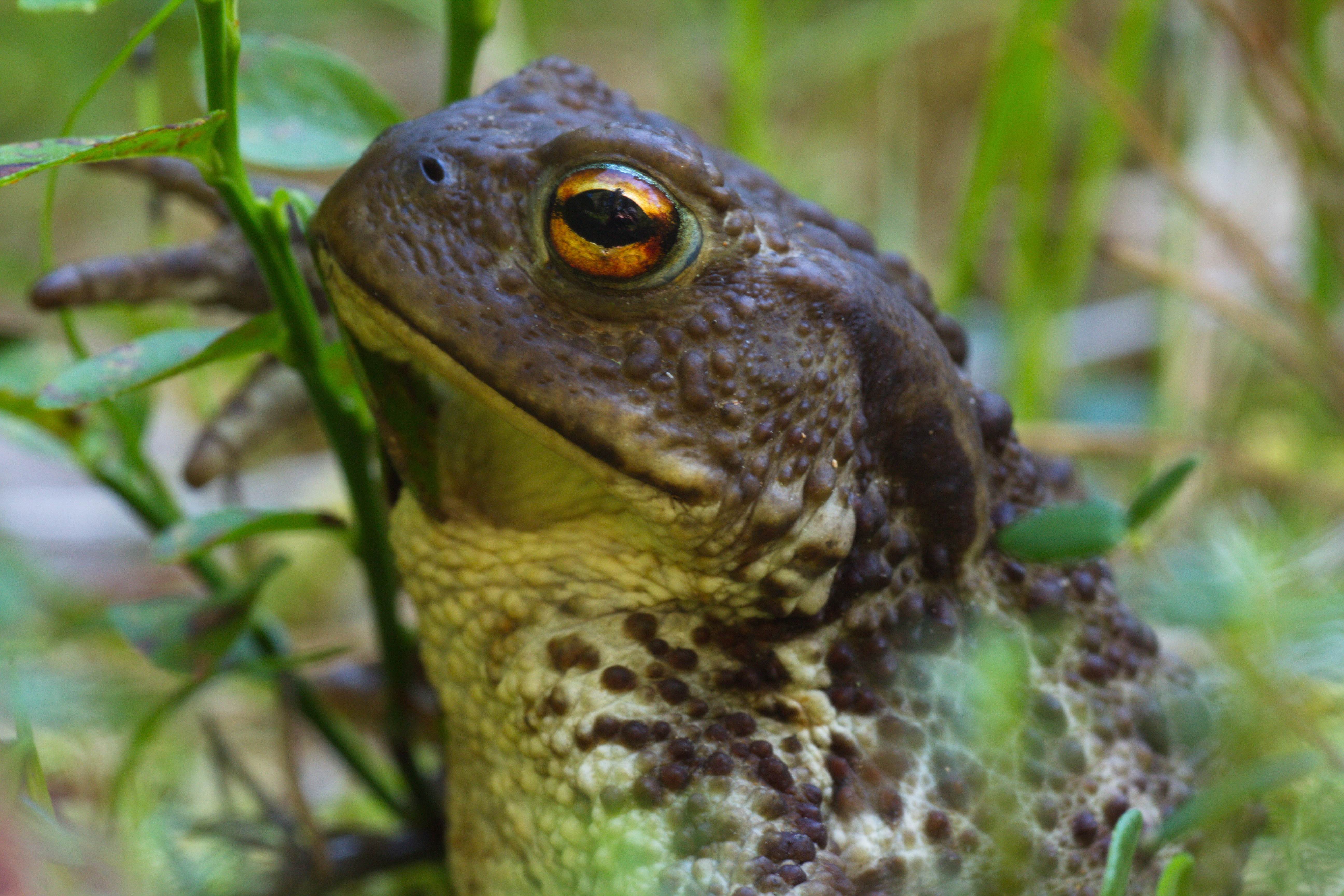 Animal Toad HD Wallpaper | Background Image