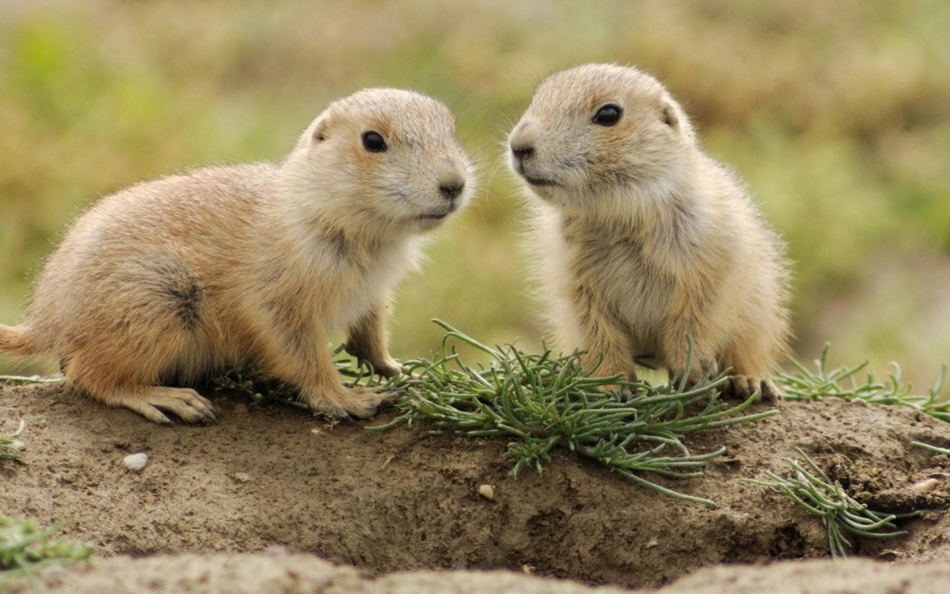 Download Animal Gopher HD Wallpaper