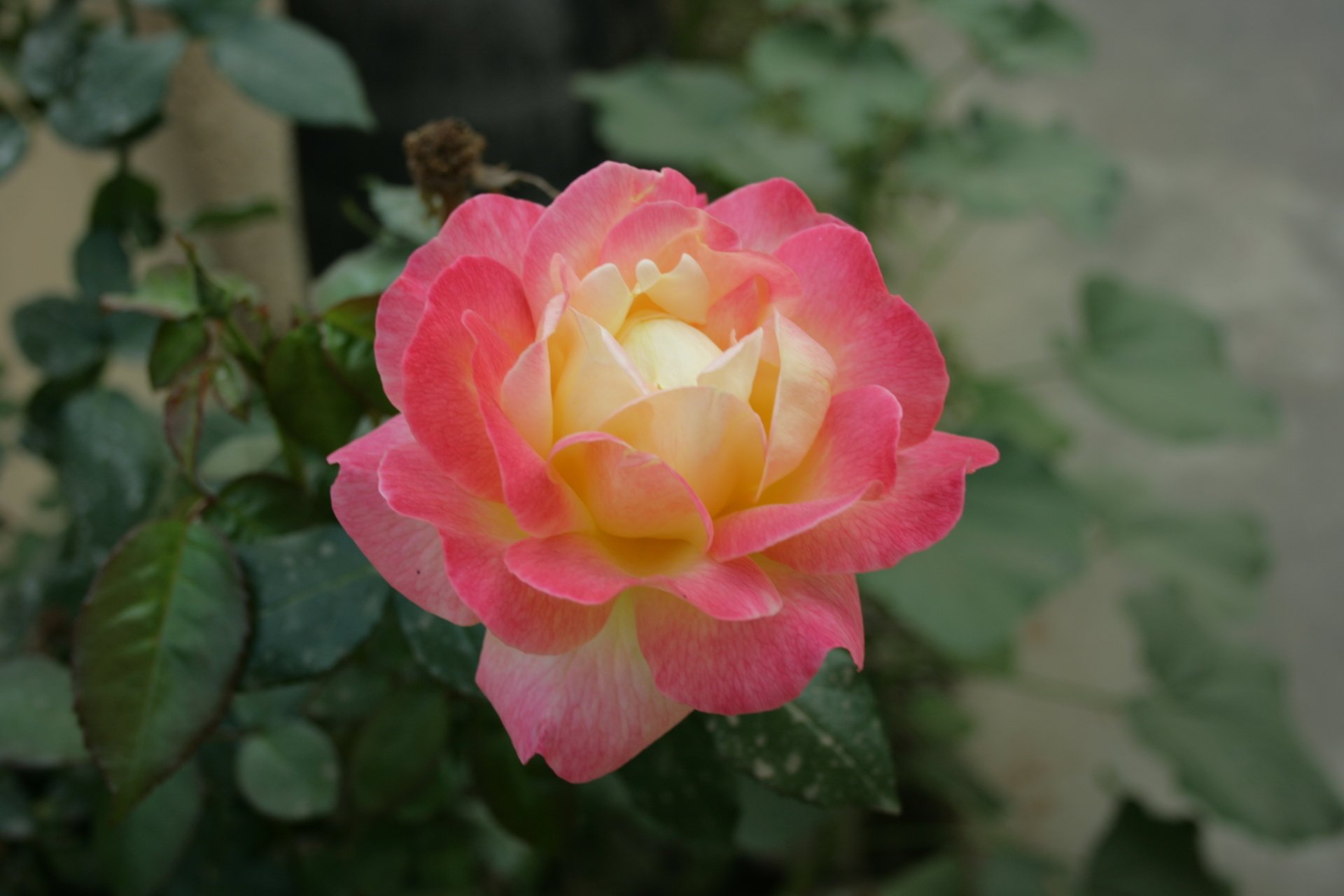 Close-up of a pink-and-yellow rose bloom with glossy green leaves and a soft blurred background, a nature scene rendered as 4K Ultra HD PC desktop wallpaper.