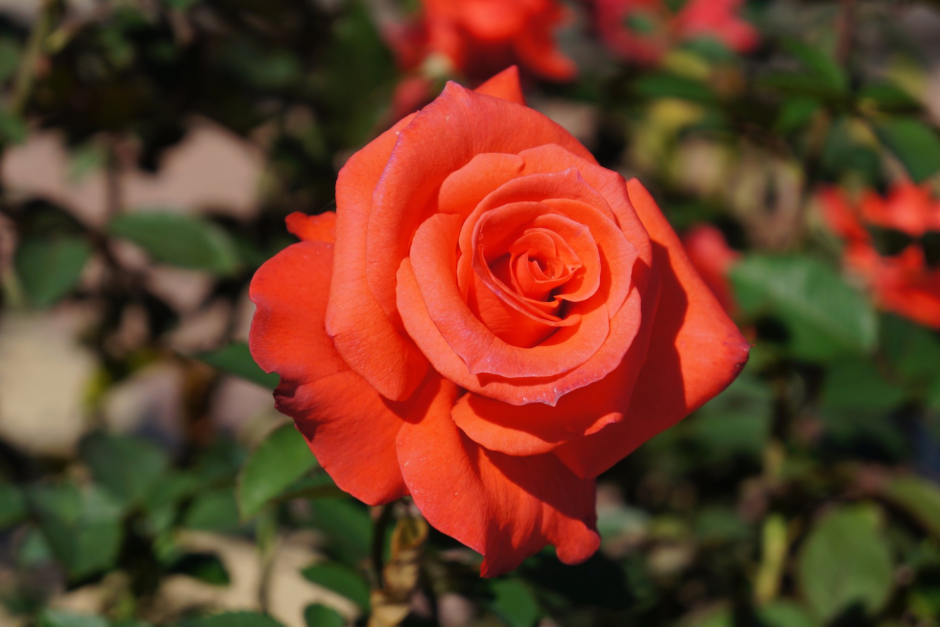 Close-up of a vibrant red rose blooming among green leaves, captured in crisp 4K Ultra HD as a PC desktop wallpaper.