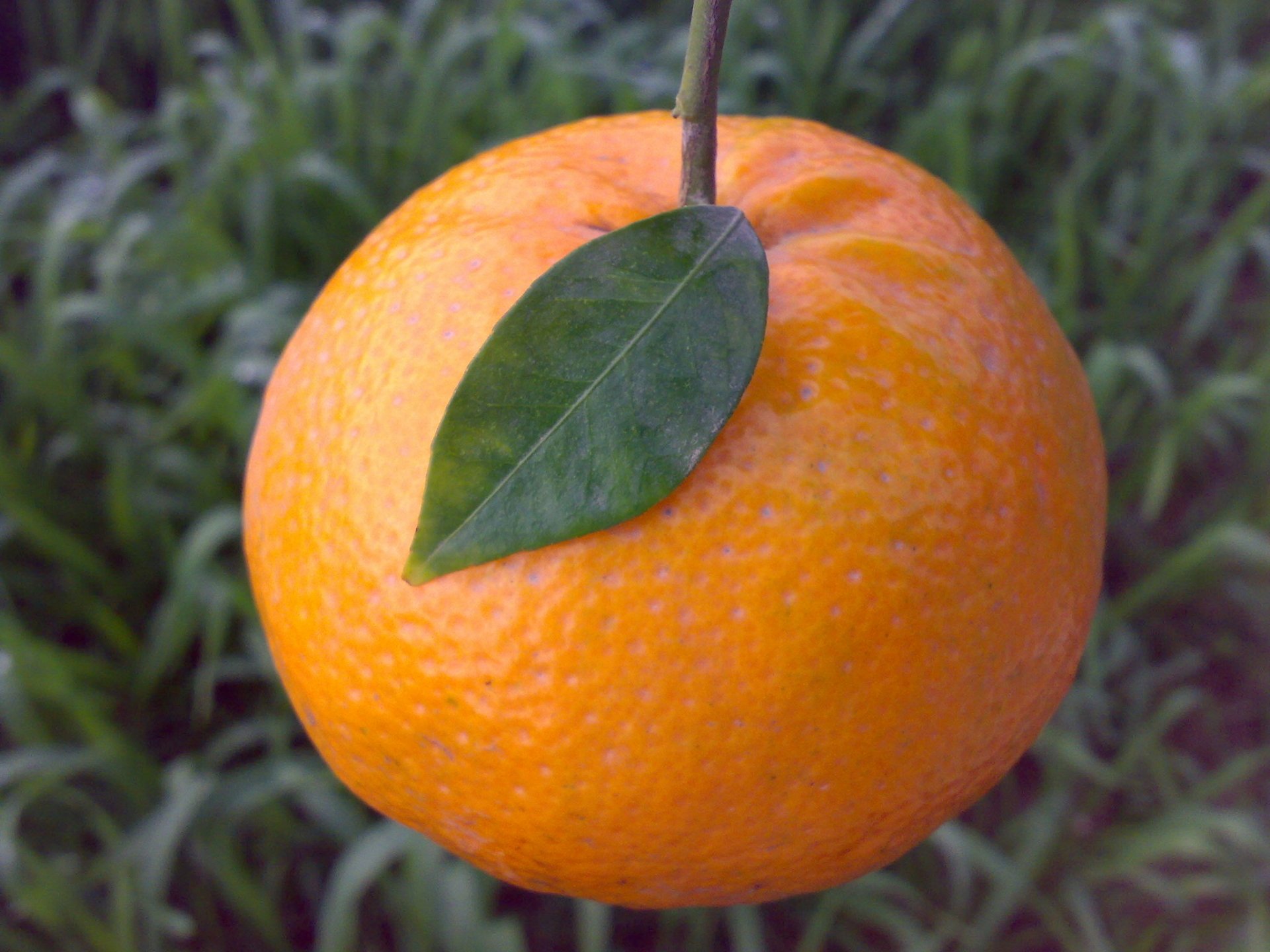 HD desktop wallpaper featuring a close-up of a ripe mandarin orange with a green leaf against a blurred natural background.