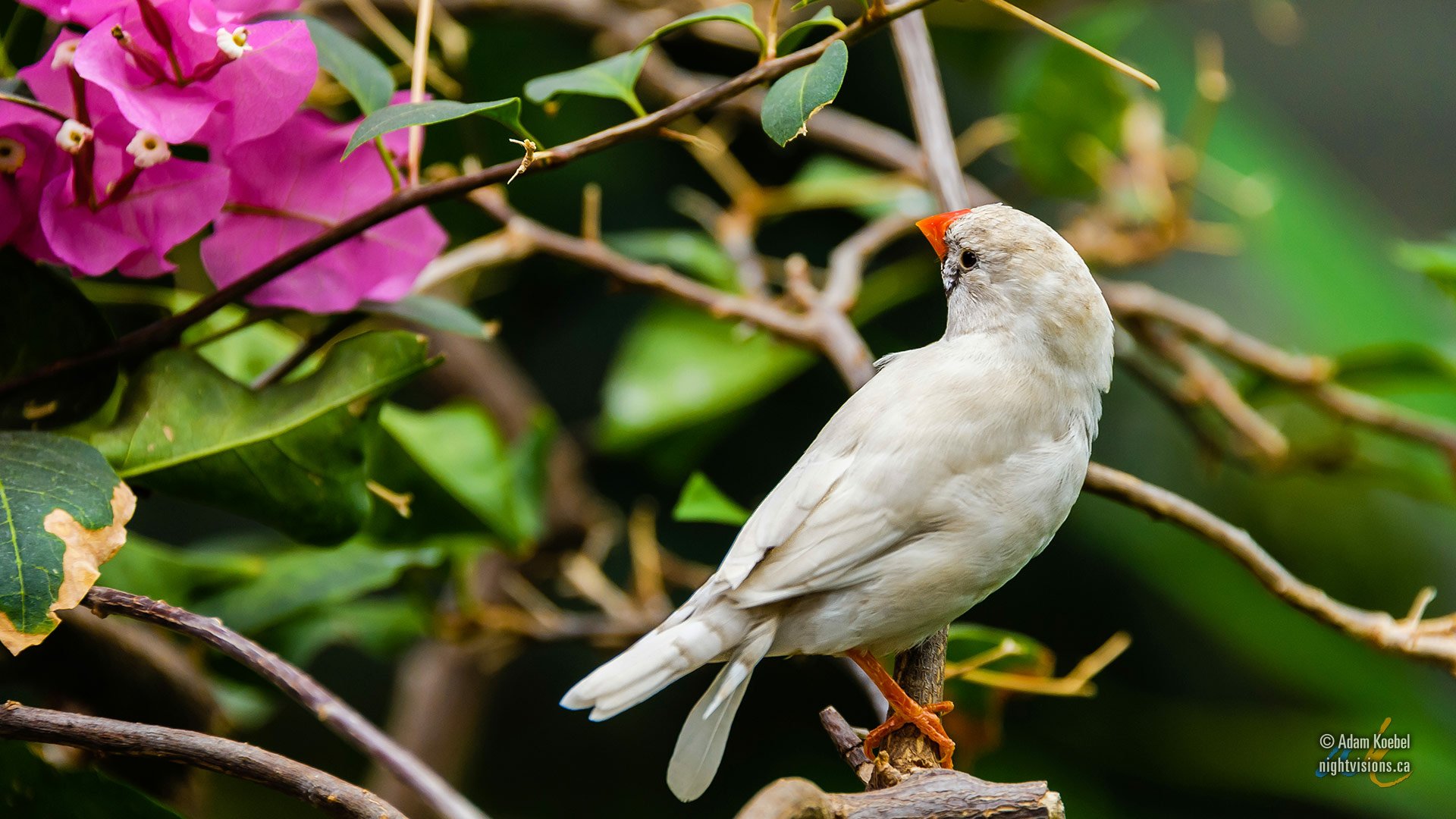 HD PC desktop wallpaper featuring a close-up of a white finch perched on a branch amidst green leaves and vibrant pink flowers.