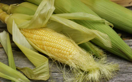 food corn HD Desktop Wallpaper | Background Image