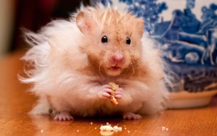 A fluffy hamster is sitting on a table, munching on a snack, with a decorative blue vase in the background. This HD image makes a charming desktop wallpaper and background.