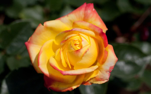 Close-up of a yellow rose with pink-edged petals against green foliage, captured in 4K Ultra HD quality as a nature-themed PC desktop wallpaper background.