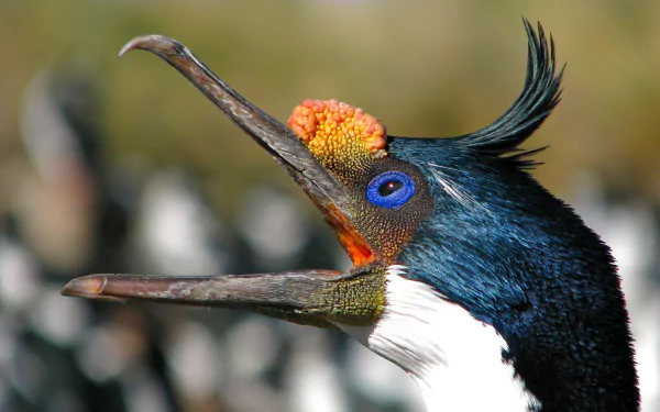 bird Animal imperial shag HD Desktop Wallpaper | Background Image