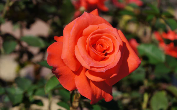 Close-up of a vibrant red rose blooming among green leaves, captured in crisp 4K Ultra HD as a PC desktop wallpaper.
