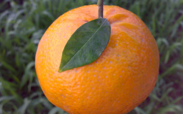 food mandarin HD Desktop Wallpaper | Background Image