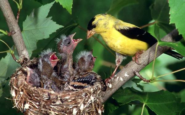 HD PC desktop wallpaper featuring a vibrant yellow finch feeding its hungry chicks nestled in a leafy tree branch.