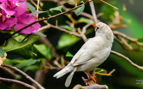Animal finch HD Desktop Wallpaper | Background Image