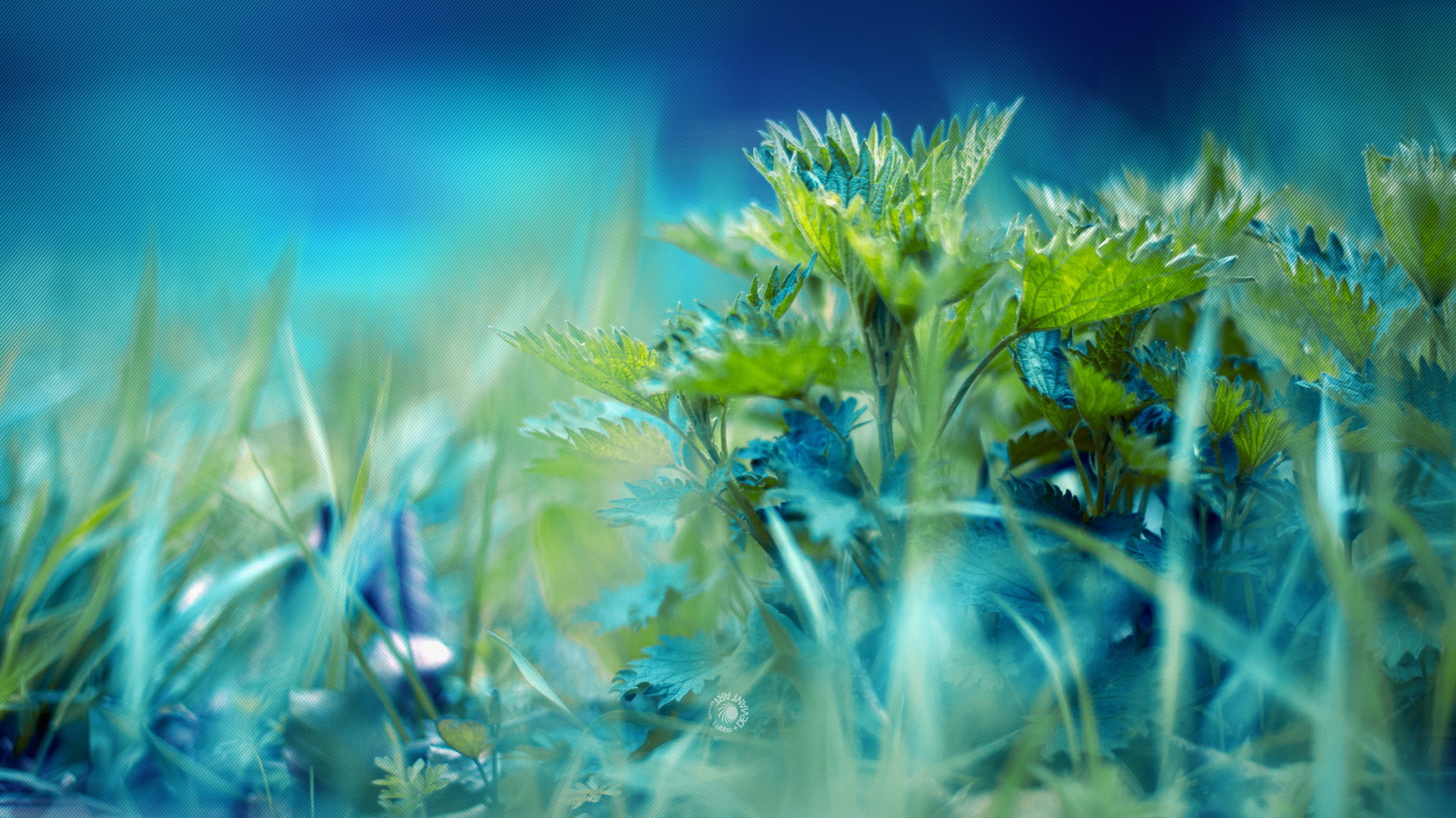 Nature Grass HD Wallpaper | Background Image