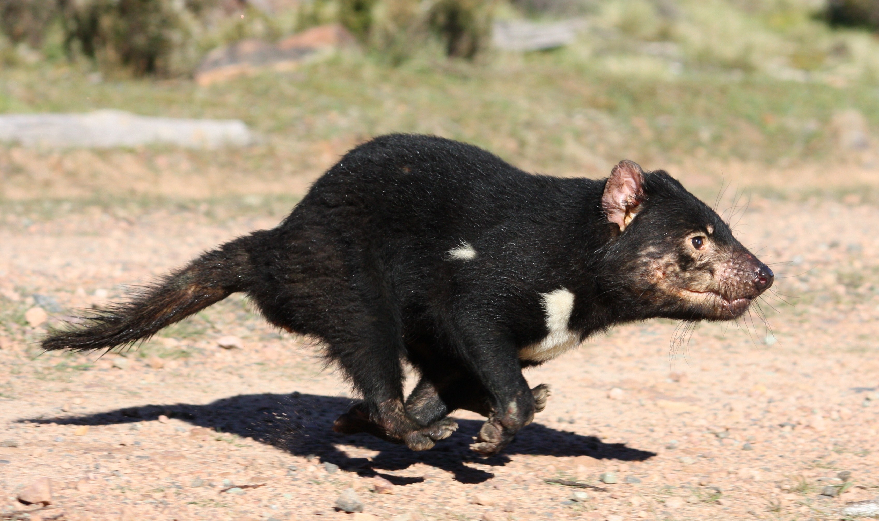 Animal Tasmanian Devil HD Wallpaper | Background Image