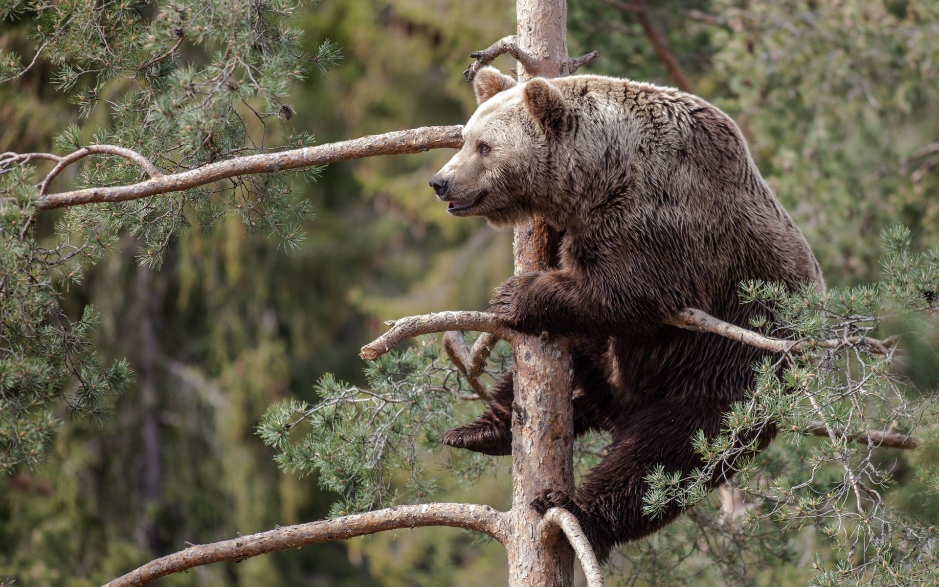 Brown bear animal perched in a pine tree amid dense forest branches — 2K Quad HD PC desktop wallpaper/background.