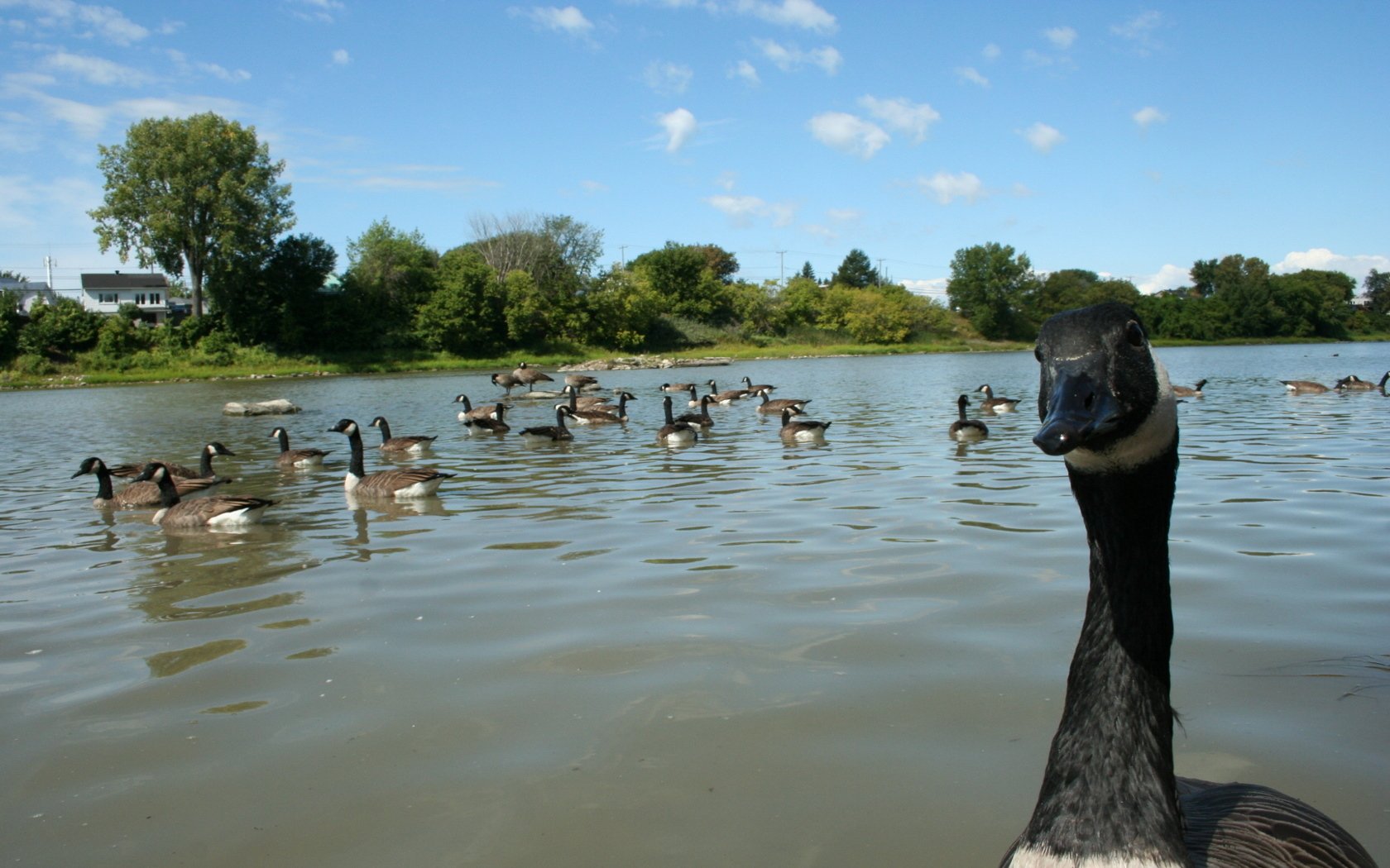 HD PC desktop wallpaper featuring a group of geese swimming in a calm lake under a bright blue sky with scattered clouds and green trees in the background.