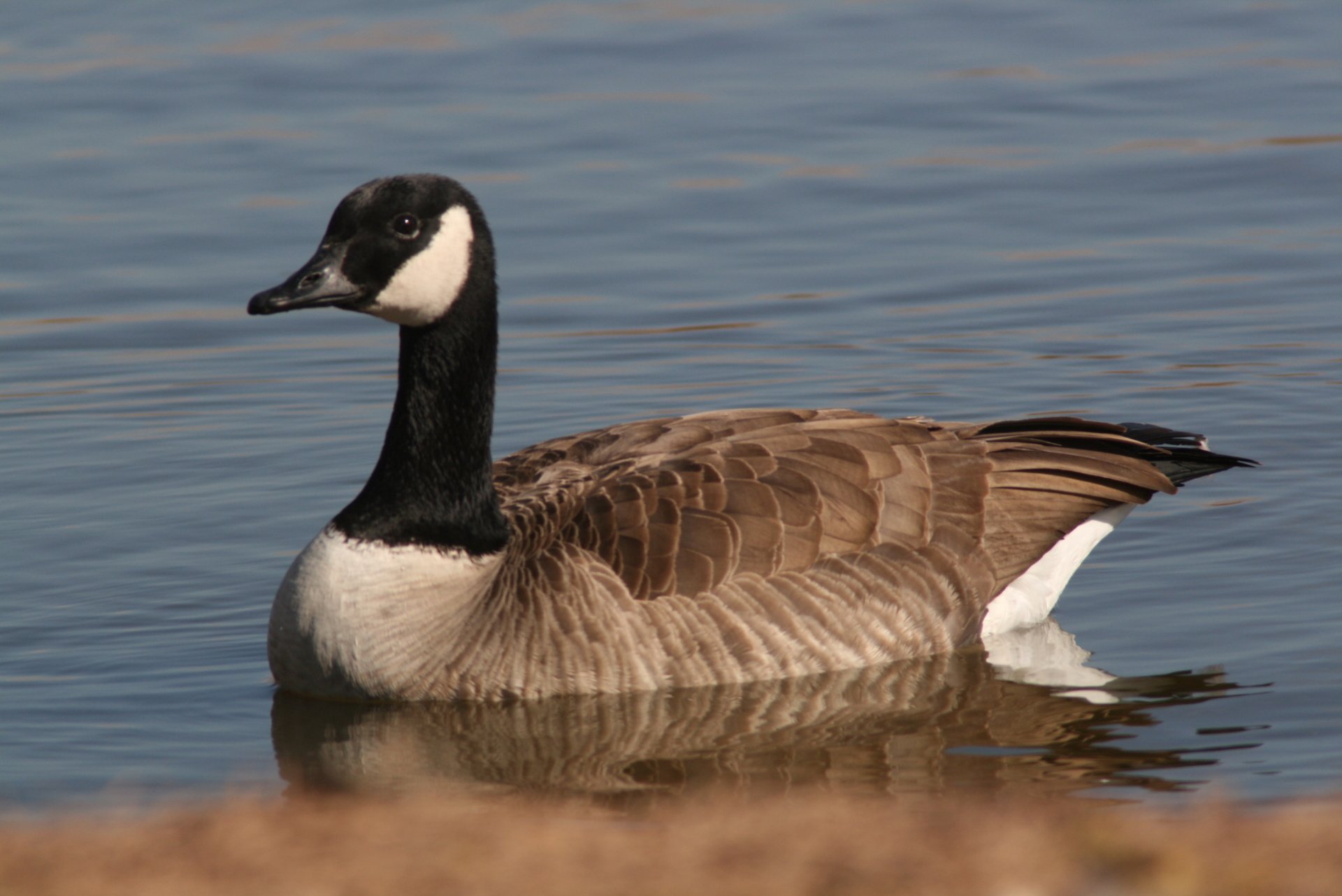 Canada Goose HD Wallpaper | Background Image | 2816x1880
