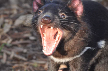 devil Animal tasmanian devil HD Desktop Wallpaper | Background Image