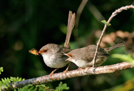 HD desktop wallpaper featuring two superb fairywrens perched on a branch, one holding an insect in its beak, set against a blurred natural background.