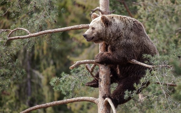 Animal Bear Bears Tree Pine HD Wallpaper | Background Image