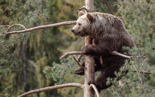 Brown bear animal perched in a pine tree amid dense forest branches — 2K Quad HD PC desktop wallpaper/background.