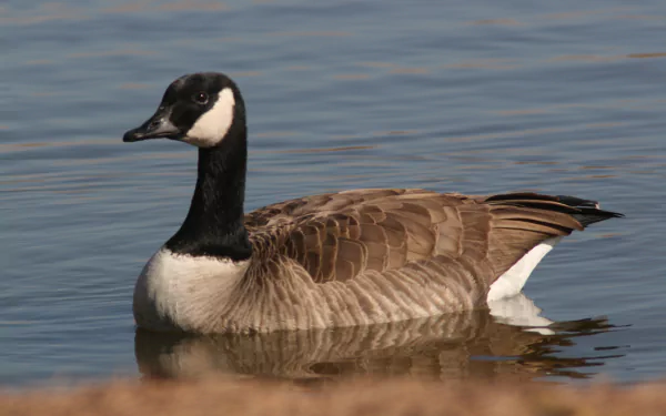 goose Animal canada goose HD Desktop Wallpaper | Background Image