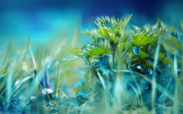 HD desktop wallpaper featuring a close-up view of vibrant green grass and plants with a soft-focus blue background.