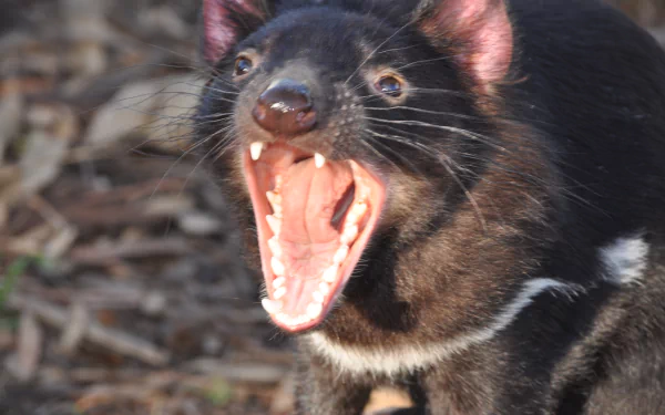 devil Animal tasmanian devil HD Desktop Wallpaper | Background Image