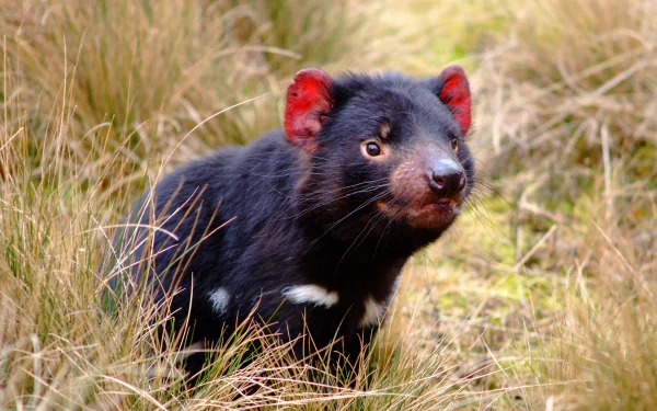 devil Animal tasmanian devil HD Desktop Wallpaper | Background Image