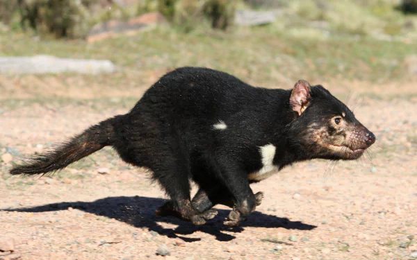 devil Animal tasmanian devil HD Desktop Wallpaper | Background Image