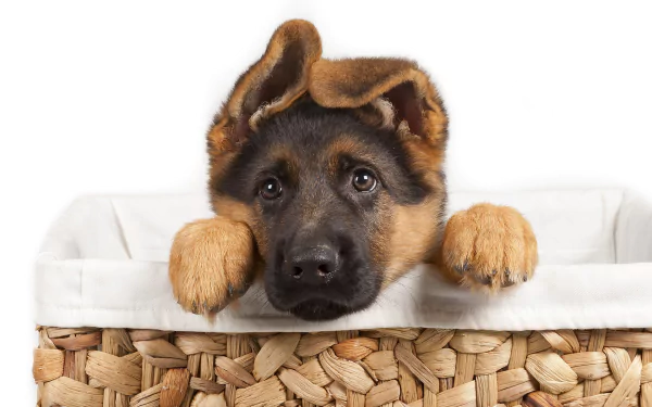 HD wallpaper featuring an adorable German Shepherd puppy peeking out of a woven basket, with a plain white background.