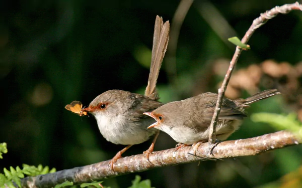 Superb fairywren Animal wren HD Desktop Wallpaper | Background Image