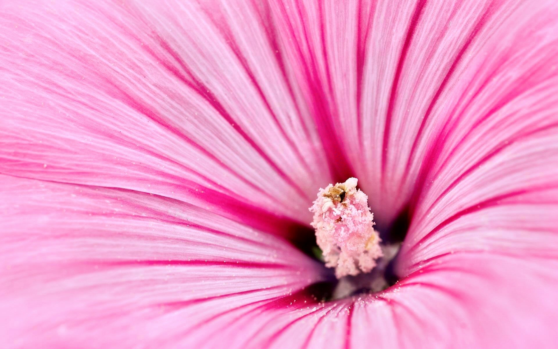 Vibrant pink hibiscus flower in a natural setting, perfect as an HD desktop wallpaper and background.