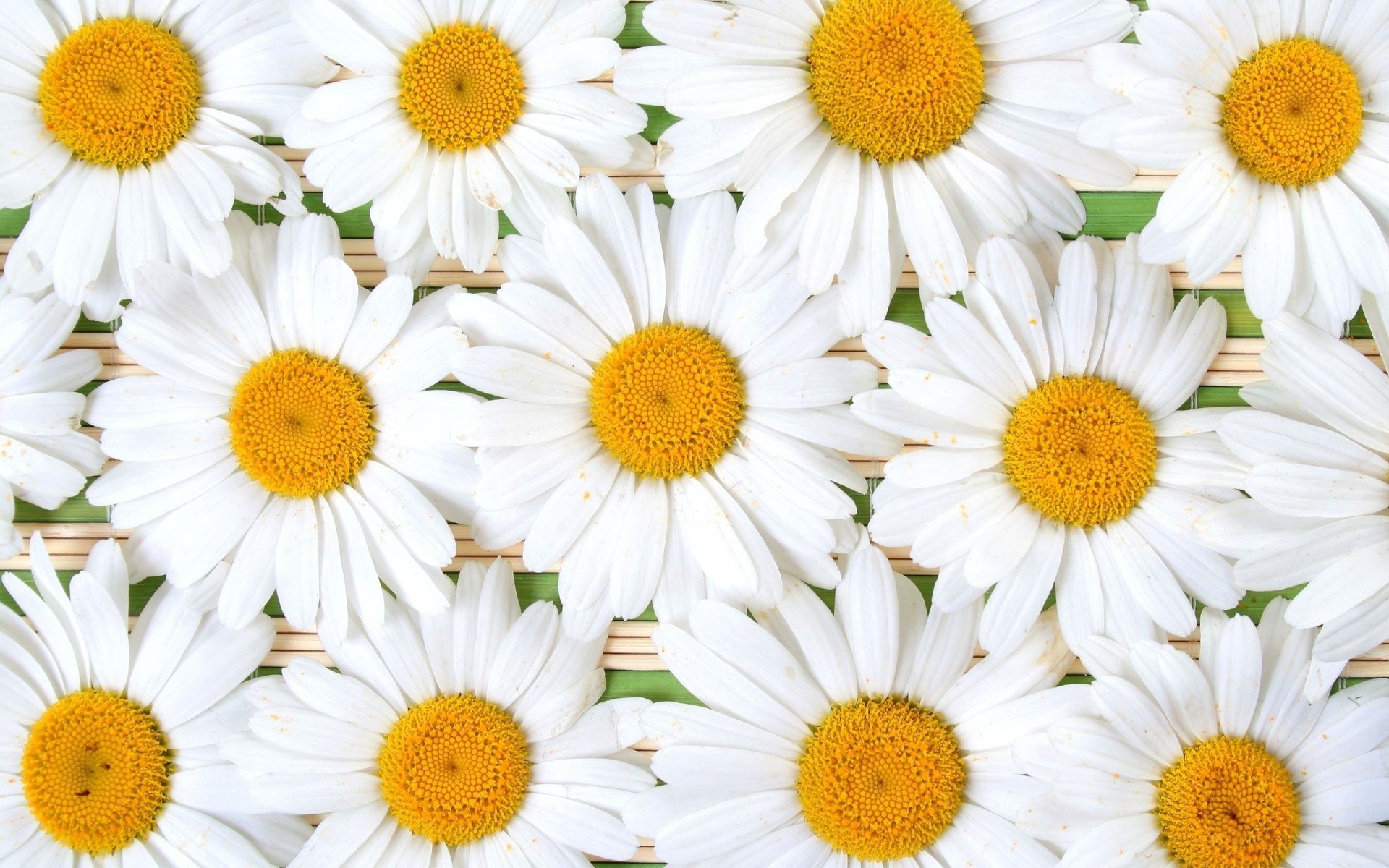 Download Nature Daisy  HD Wallpaper