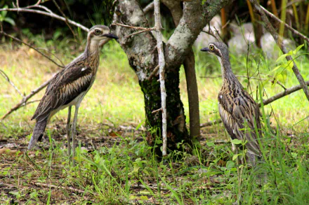 curlew Animal bush stone-curlew HD Desktop Wallpaper | Background Image