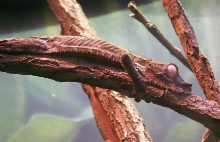 Close-up of a brown gecko camouflaged on rough branches, 2K Quad HD PC desktop wallpaper and background.