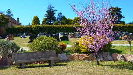 A peaceful cemetery scene in Lithgow, Australia, featuring a blooming cherry blossom tree, a stone bench, and gravestones under a clear blue sky.
