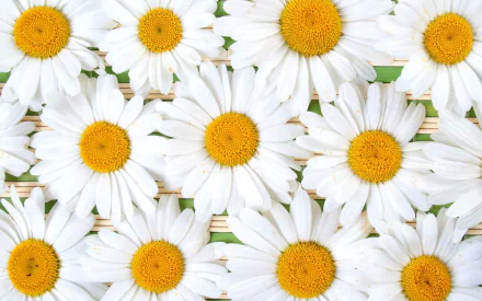 nature daisy HD Desktop Wallpaper | Background Image