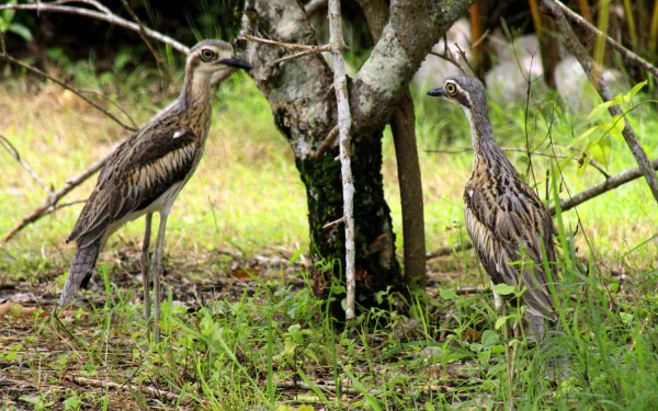 curlew Animal bush stone-curlew HD Desktop Wallpaper | Background Image