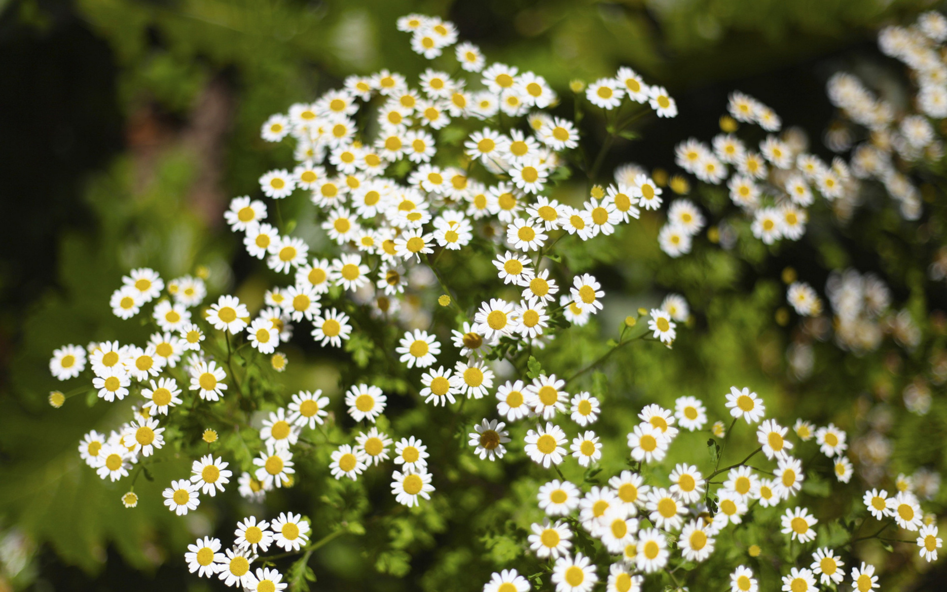 Hoa cúc: Thưởng thức khung cảnh tuyệt đẹp của những bông hoa cúc trắng đang nở rực rỡ trong những vườn hoa xanh tươi. Hãy để tâm hồn bạn thư giãn và được xúc động bởi vẻ đẹp tinh khôi của hoa cúc.
