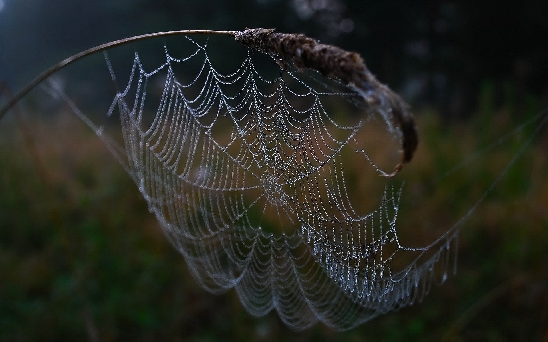 HD PC desktop wallpaper and background photography of a dew-laden spider web draped on a curved stem, set against a soft-focus meadow.