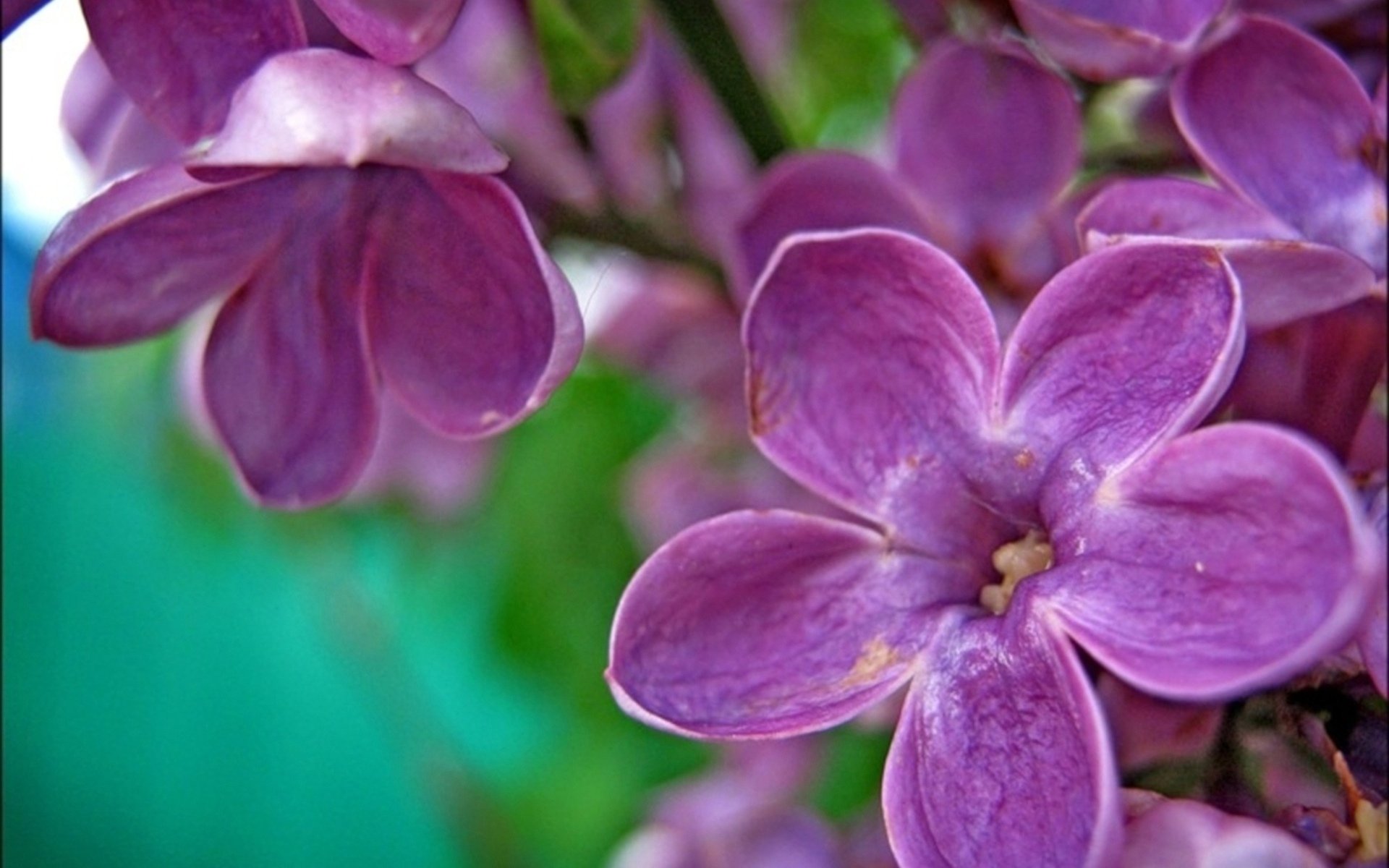 Close-up of vibrant lilac flowers with detailed petals against a soft green background, captured in HD for a nature-themed PC desktop wallpaper.
