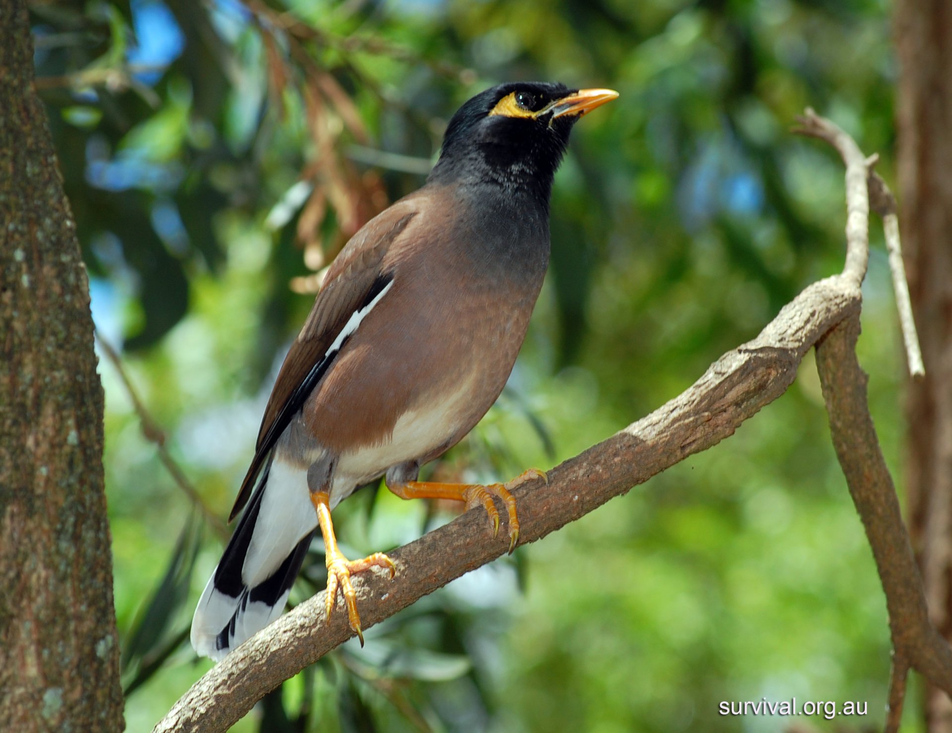 HD desktop wallpaper featuring a close-up of a myna bird perched on a tree branch amidst a blurred green natural background.