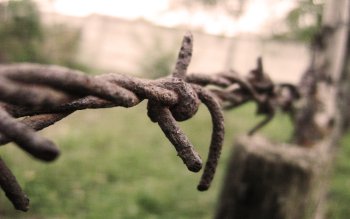Barbed Wire Wallpaper Barbed Wire Wallpaper