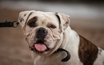 HD desktop wallpaper featuring a close-up of a white and brown bulldog with its tongue out, showcasing the animal’s expressive face and textured fur.