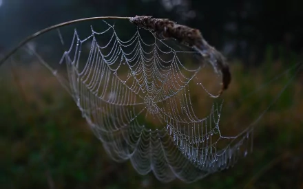 photography spider web HD Desktop Wallpaper | Background Image