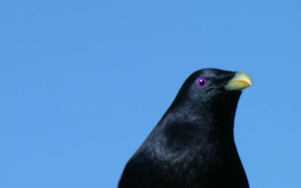 bird Animal bowerbird HD Desktop Wallpaper | Background Image